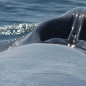 26 fotos raras espectáculo familiar las cosas desde un nuevo punto de vista para que nos