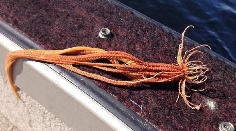 30 bewildered people who found the Internet for the answer to your question