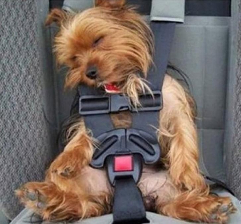 30 dogs in the most unimaginable poses in a dream 30 dogs in the most unimaginable poses in a dream