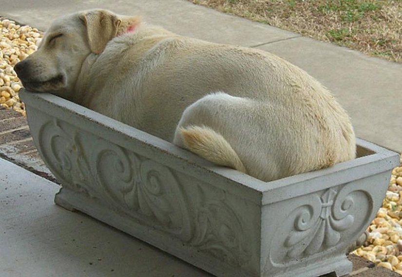 30 dogs in the most unimaginable poses in a dream 30 dogs in the most unimaginable poses in a dream