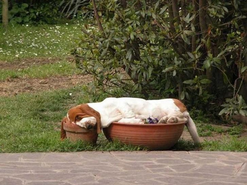 30 dogs in the most unimaginable poses in a dream 30 dogs in the most unimaginable poses in a dream