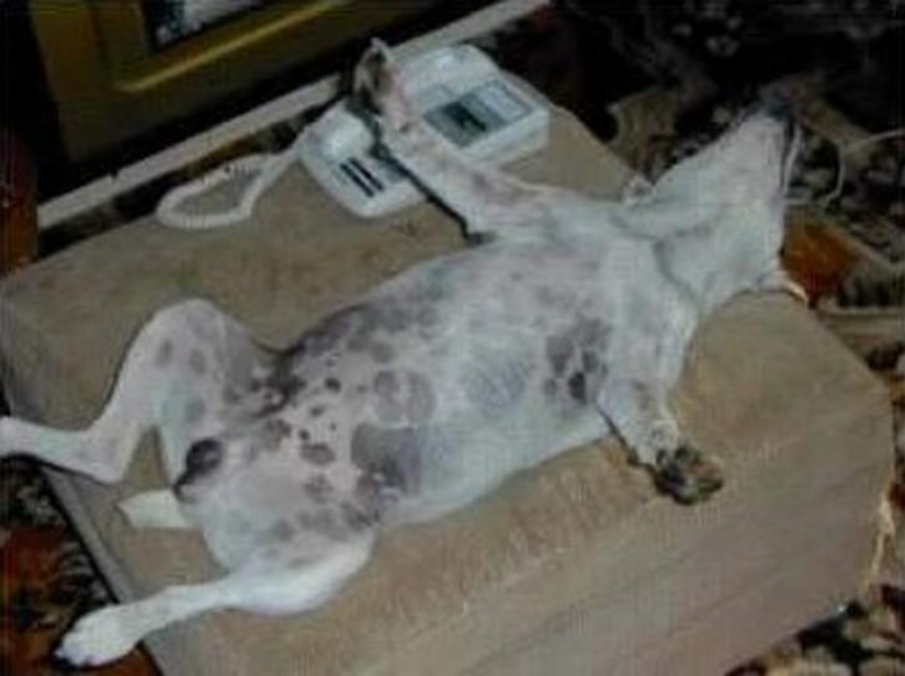 30 dogs in the most unimaginable poses in a dream 30 dogs in the most unimaginable poses in a dream