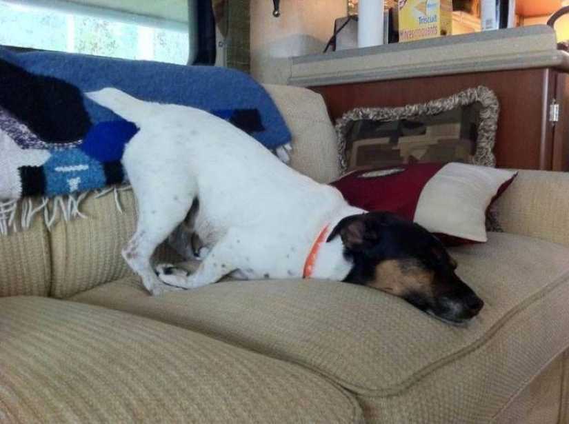 30 dogs in the most unimaginable poses in a dream 30 dogs in the most unimaginable poses in a dream