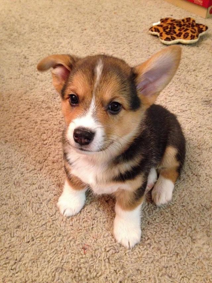 30 foto evidencia de que los cachorros con una oreja levantada 90% mejor que la habitual 30 foto evidencia de que los cachorros con una oreja levantada 90% mejor que la habitual