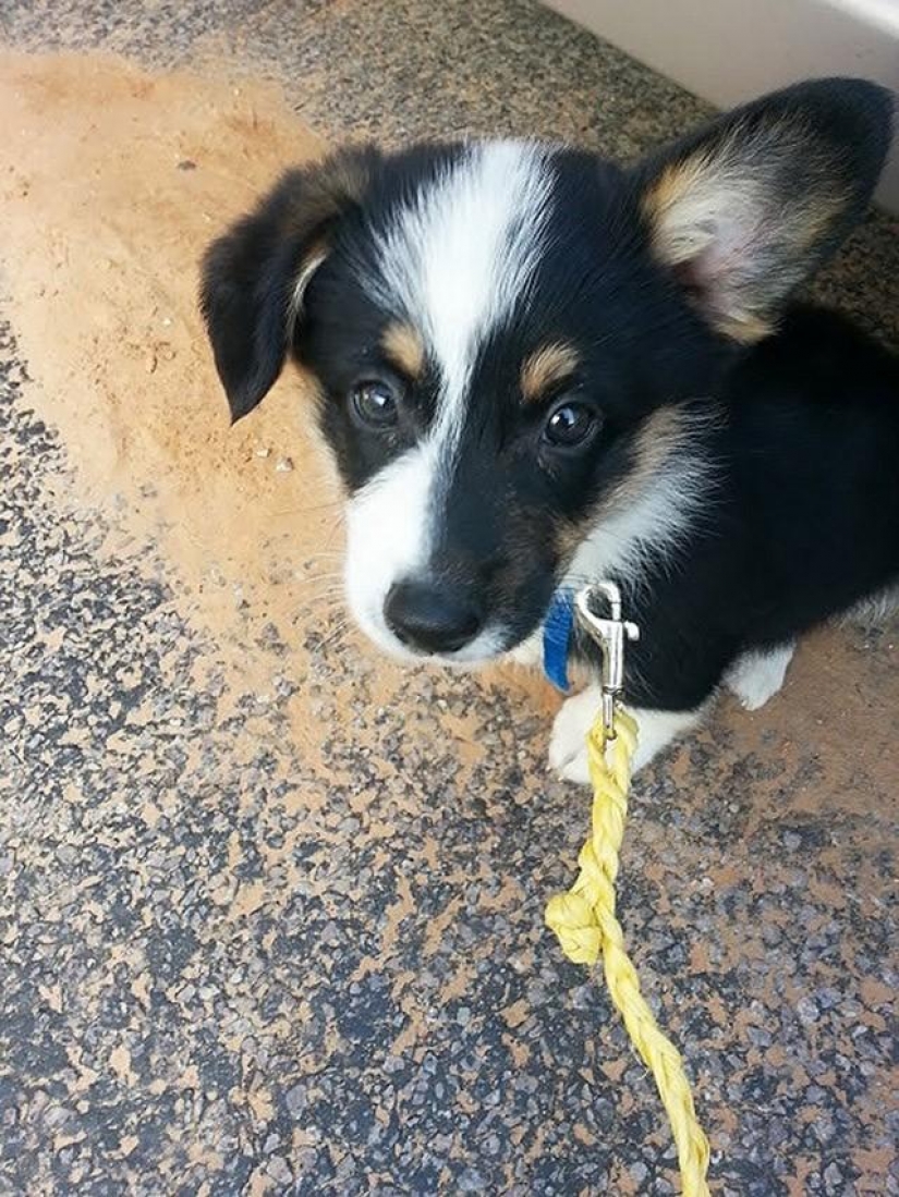 30 foto evidencia de que los cachorros con una oreja levantada 90% mejor que la habitual 30 foto evidencia de que los cachorros con una oreja levantada 90% mejor que la habitual