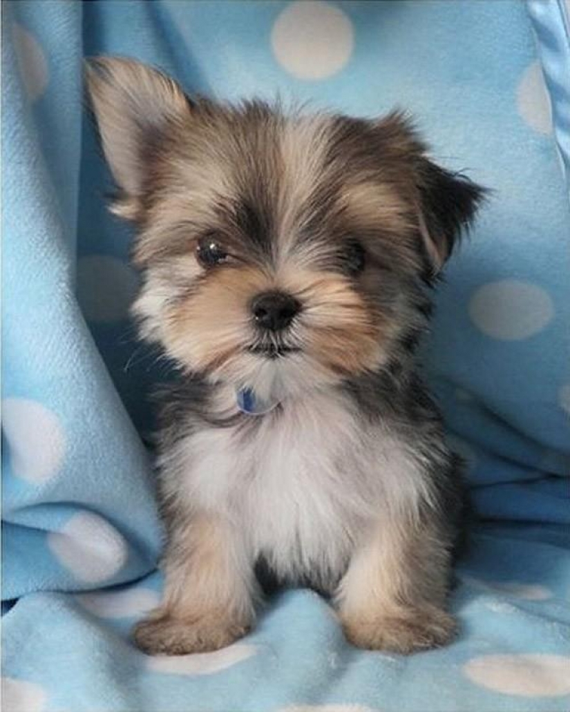 30 foto evidencia de que los cachorros con una oreja levantada 90% mejor que la habitual 30 foto evidencia de que los cachorros con una oreja levantada 90% mejor que la habitual