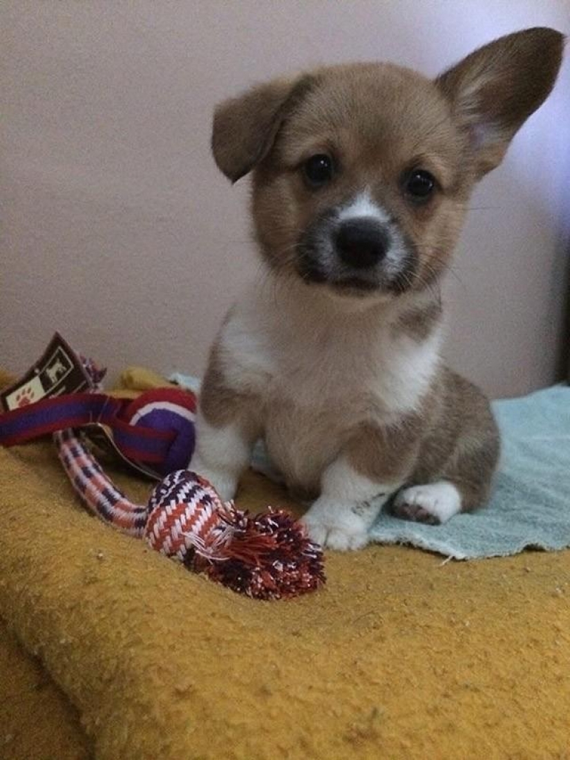 30 foto evidencia de que los cachorros con una oreja levantada 90% mejor que la habitual 30 foto evidencia de que los cachorros con una oreja levantada 90% mejor que la habitual