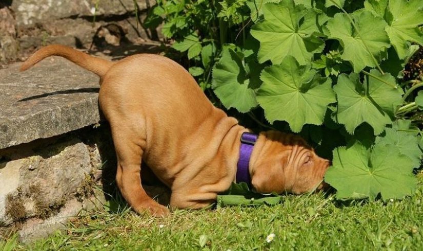 30 perros en los más inimaginables plantea en un sueño 30 perros en los más inimaginables plantea en un sueño