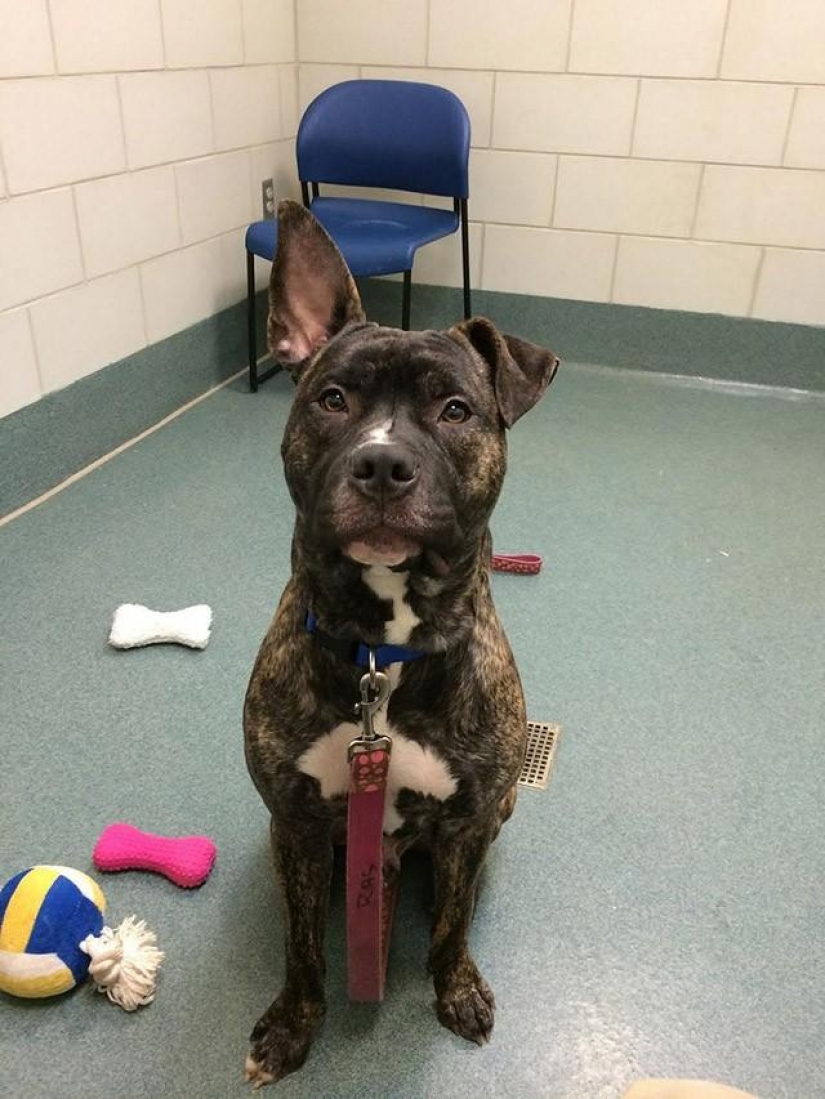 30 photo evidence that puppies with one ear raised 90% nicer than the usual