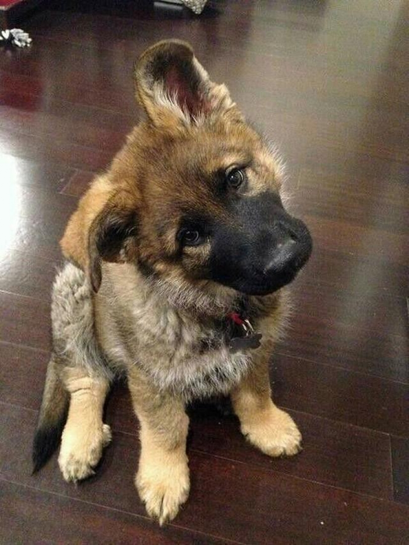 30 photo evidence that puppies with one ear raised 90% nicer than the usual