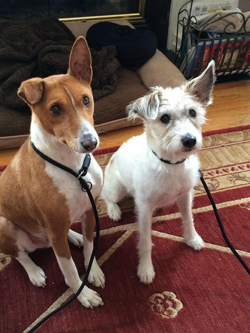 30 photo evidence that puppies with one ear raised 90% nicer than the usual