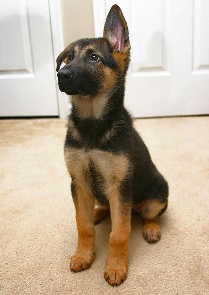 30 photo evidence that puppies with one ear raised 90% nicer than the usual