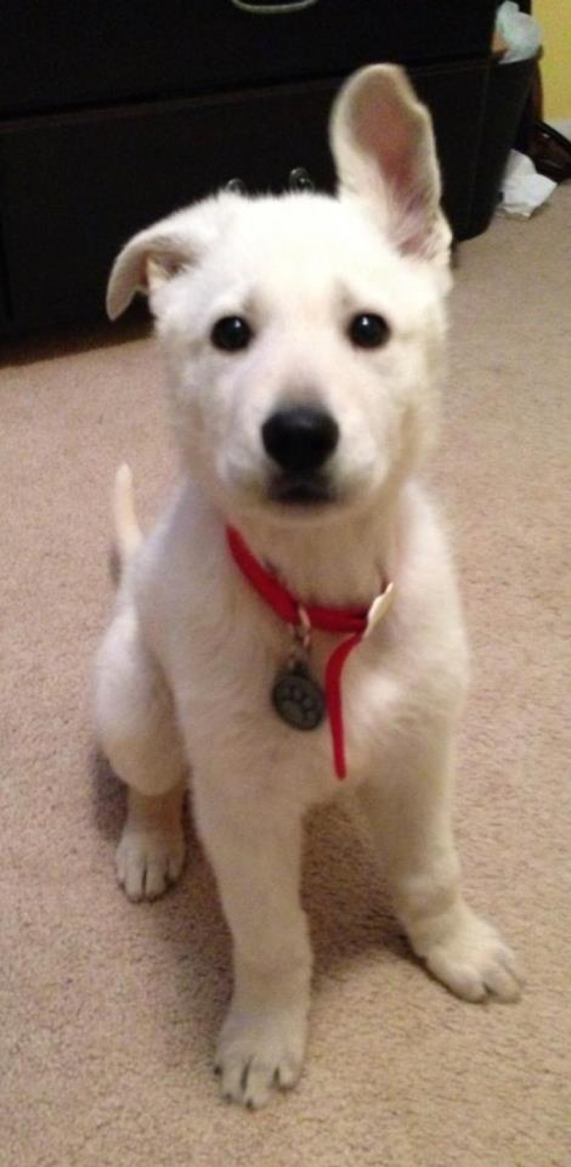 30 photo evidence that puppies with one ear raised 90% nicer than the usual