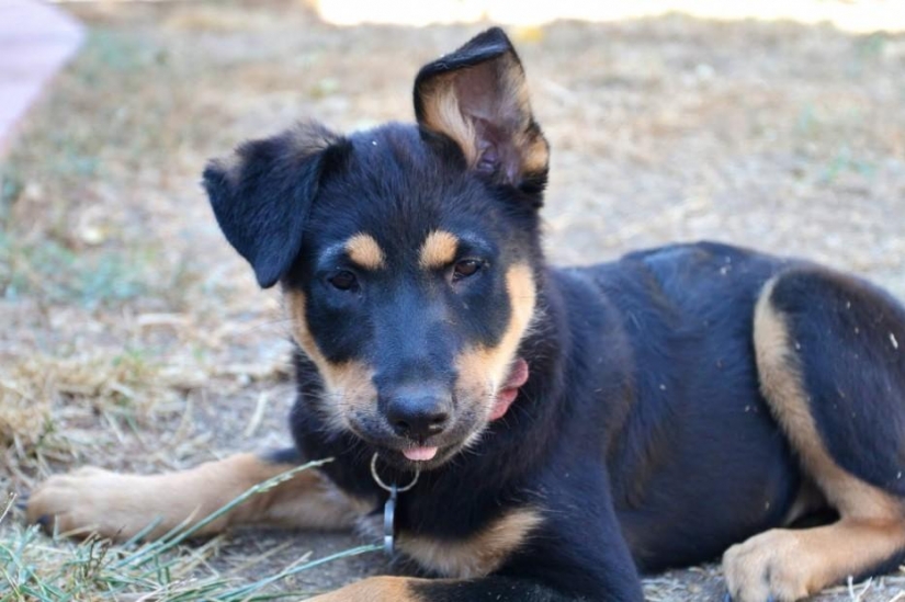 30 photo evidence that puppies with one ear raised 90% nicer than the usual