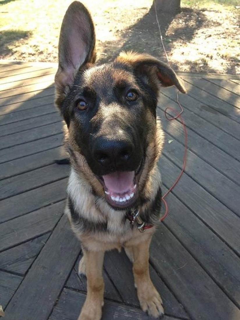 30 photo evidence that puppies with one ear raised 90% nicer than the usual