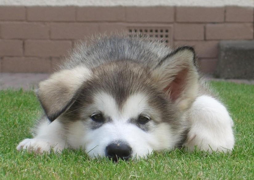 30 photo evidence that puppies with one ear raised 90% nicer than the usual