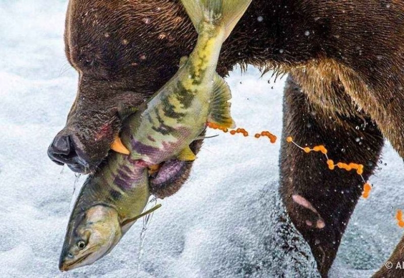 35 foto del concurso "la Mejor foto de naturaleza" de National Geographic