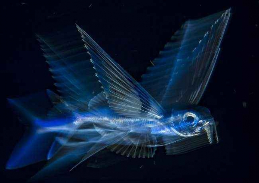 35 foto del concurso "la Mejor foto de naturaleza" de National Geographic