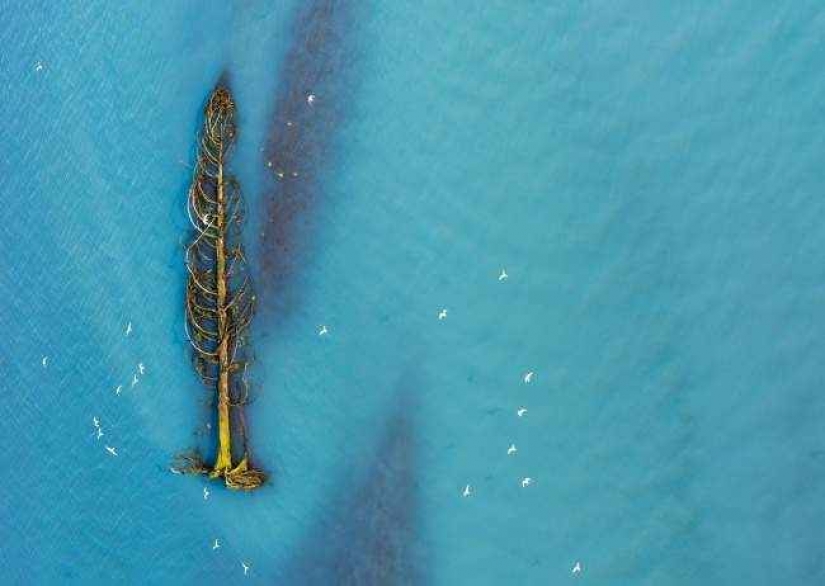 35 foto del concurso "la Mejor foto de naturaleza" de National Geographic