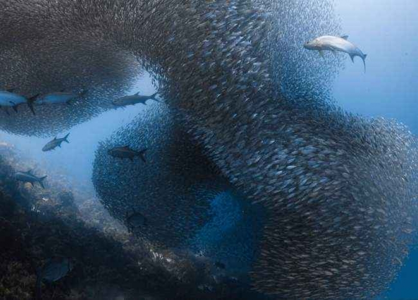 35 foto del concurso "la Mejor foto de naturaleza" de National Geographic