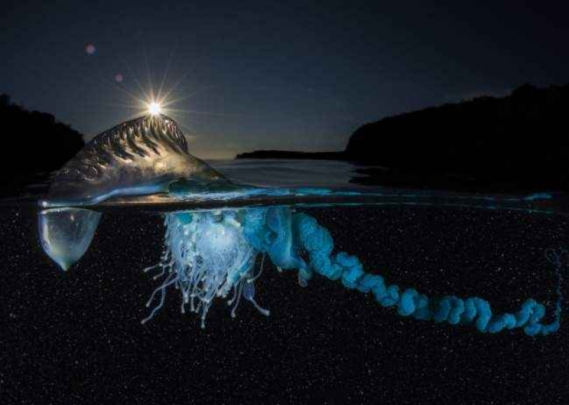 35 foto del concurso "la Mejor foto de naturaleza" de National Geographic