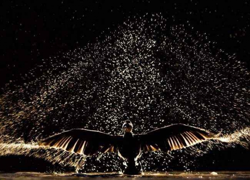 35 foto del concurso "la Mejor foto de naturaleza" de National Geographic