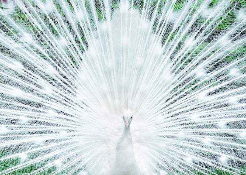 35 foto del concurso "la Mejor foto de naturaleza" de National Geographic