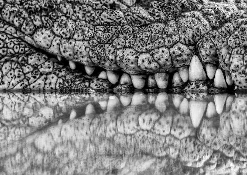 35 foto del concurso "la Mejor foto de naturaleza" de National Geographic