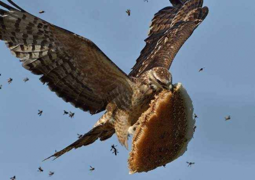 35 foto del concurso "la Mejor foto de naturaleza" de National Geographic