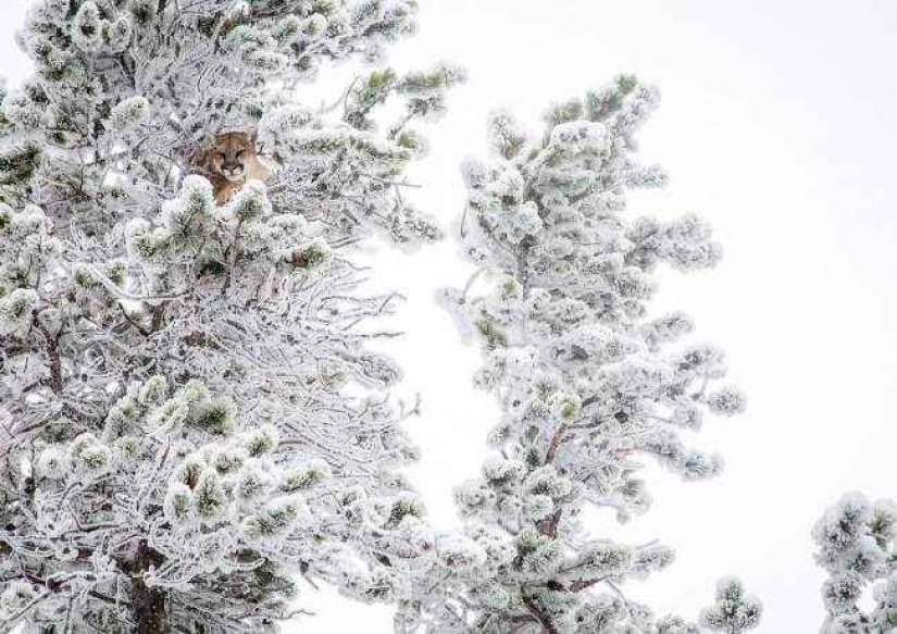 35 foto del concurso "la Mejor foto de naturaleza" de National Geographic