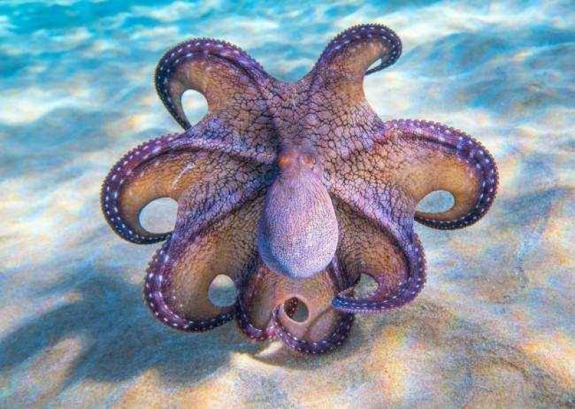 35 foto del concurso "la Mejor foto de naturaleza" de National Geographic