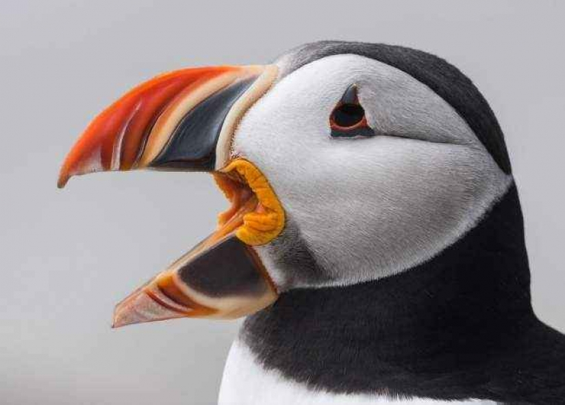 35 foto del concurso "la Mejor foto de naturaleza" de National Geographic