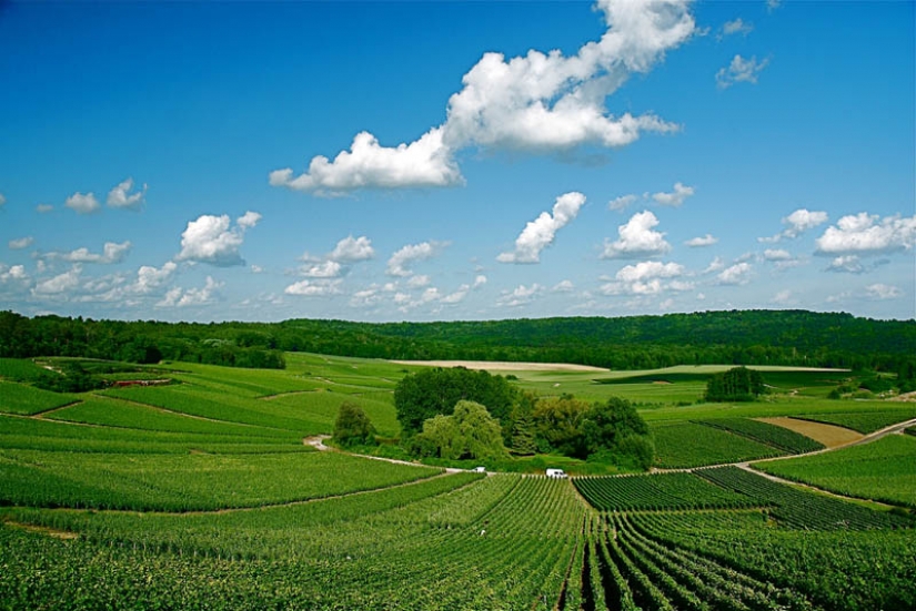 35 la mayoría de los hermosos viñedos en el mundo 35 la mayoría de los hermosos viñedos en el mundo