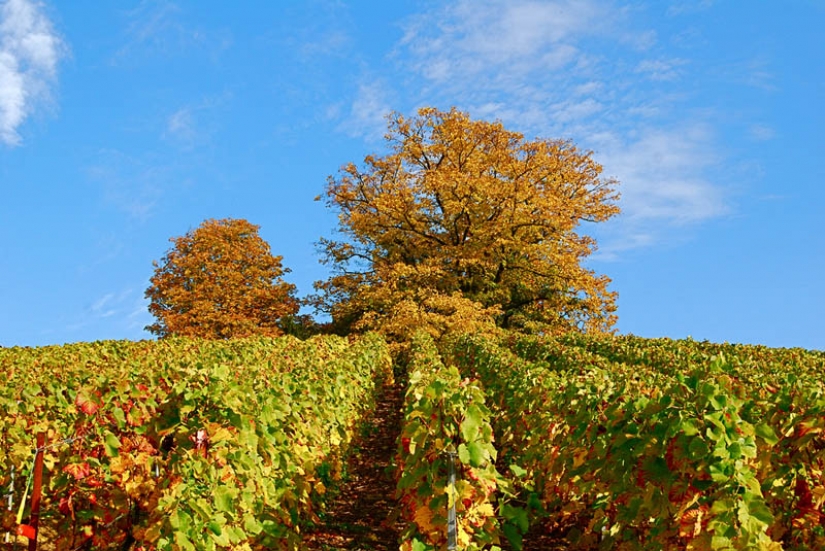 35 most beautiful vineyards in the world