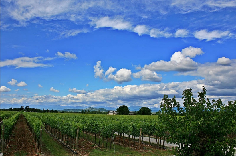 35 most beautiful vineyards in the world