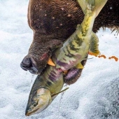 35 photo contest "Best picture of nature" from National Geographic