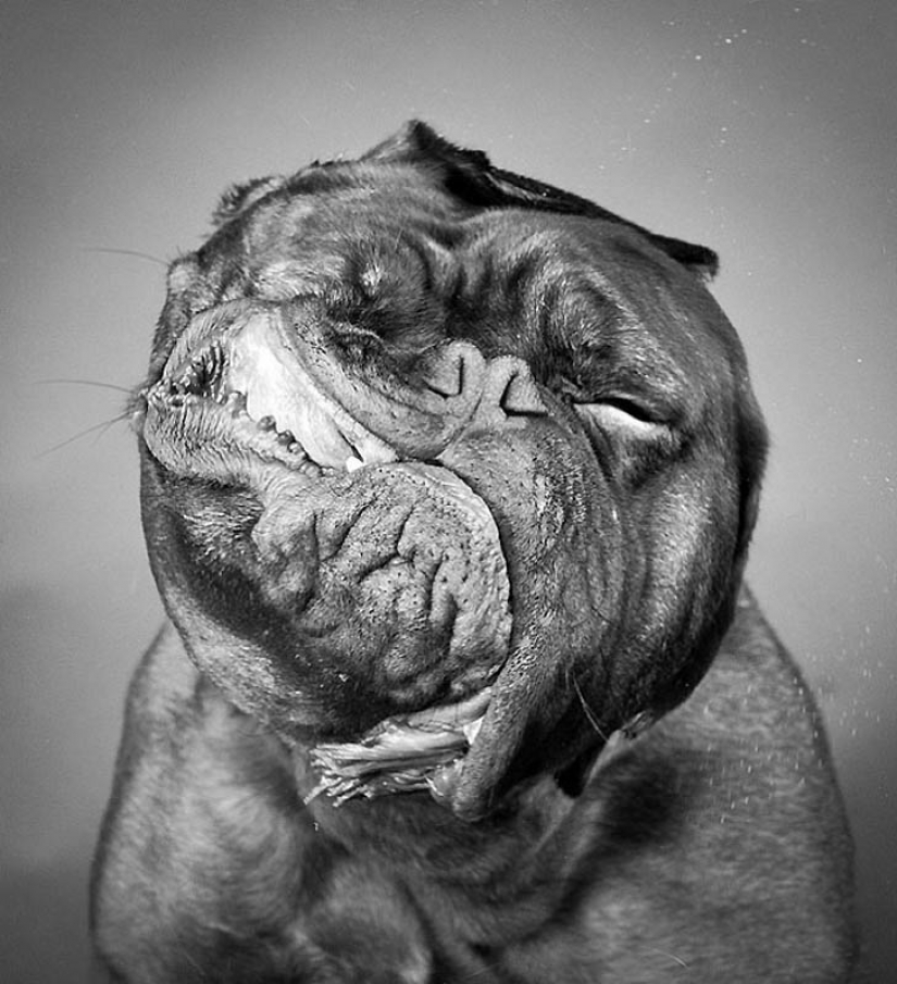 40 most successful photos of animals made at the right time