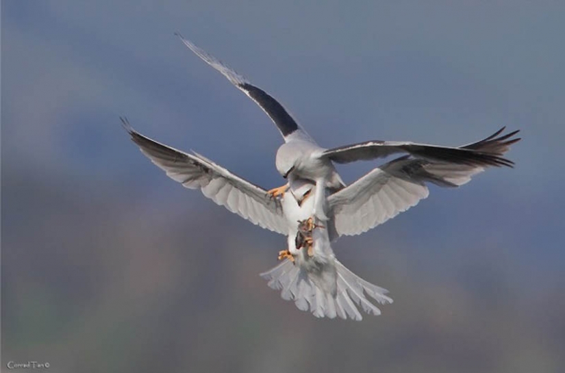 40 most successful photos of animals made at the right time