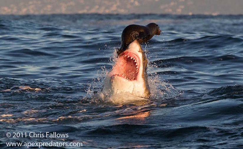 40 most successful photos of animals made at the right time