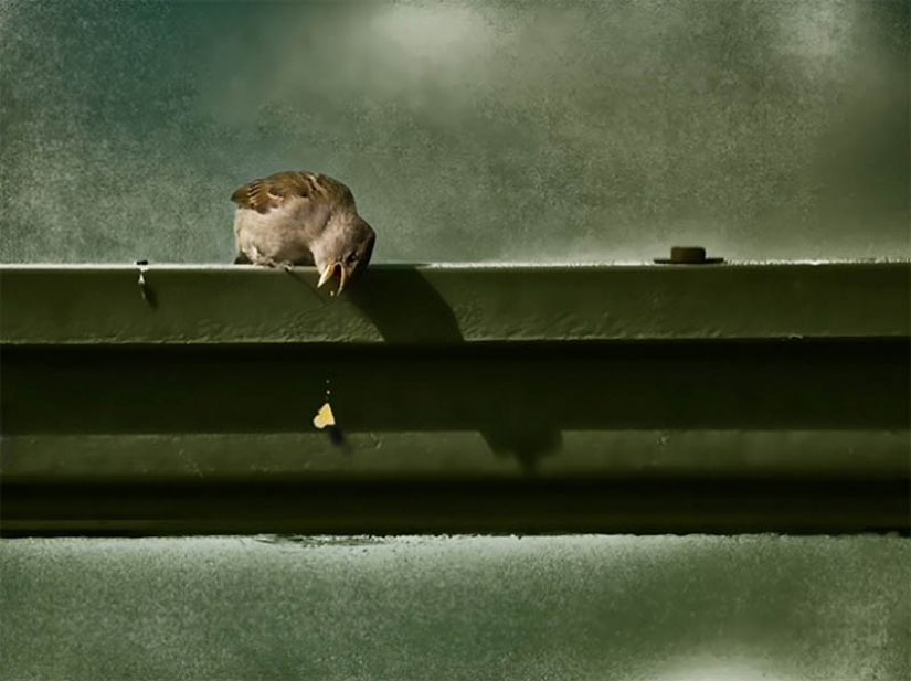 40 más exitosos de fotos de animales hechos en el momento adecuado 40 más exitosos de fotos de animales hechos en el momento adecuado