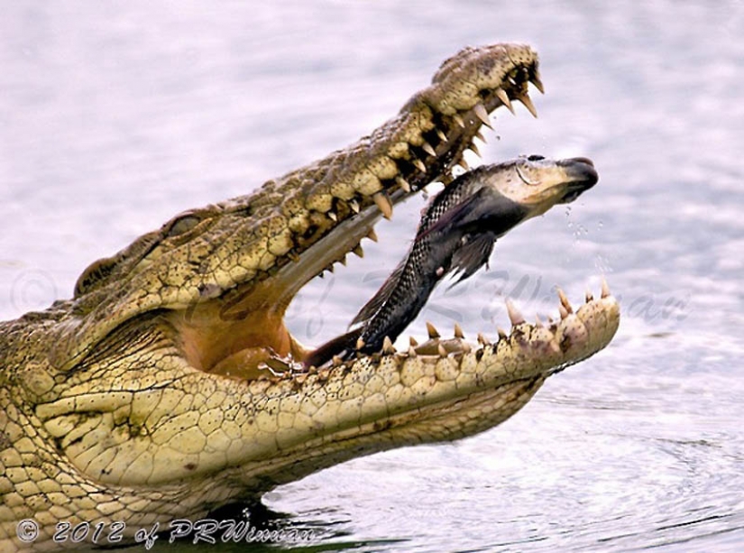 40 más exitosos de fotos de animales hechos en el momento adecuado 40 más exitosos de fotos de animales hechos en el momento adecuado