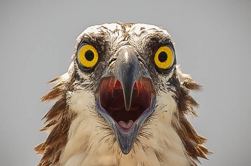 40 más exitosos de fotos de animales hechos en el momento adecuado 40 más exitosos de fotos de animales hechos en el momento adecuado