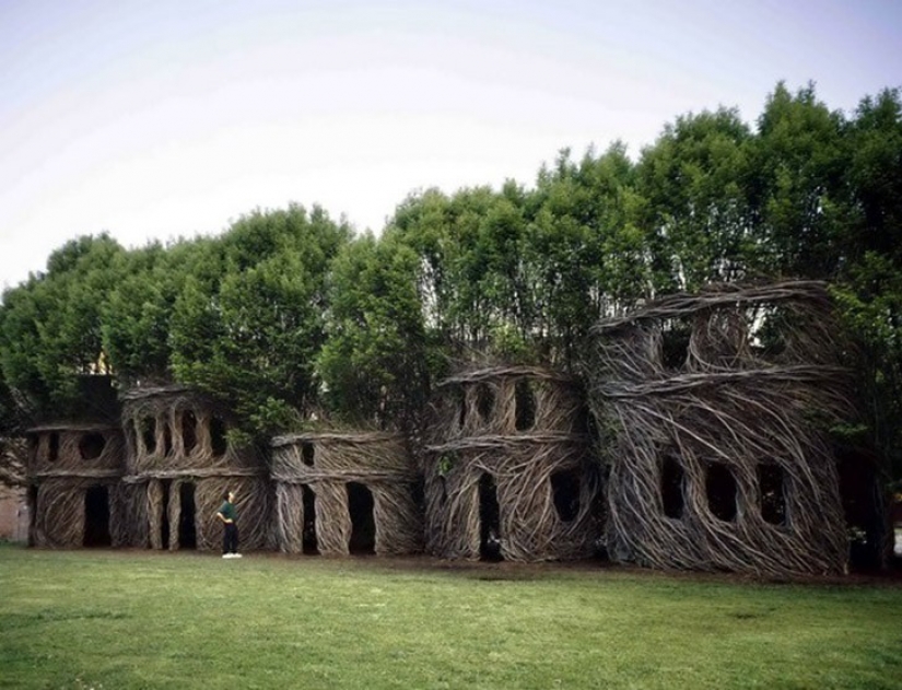 5 unusual structures in the giant trees