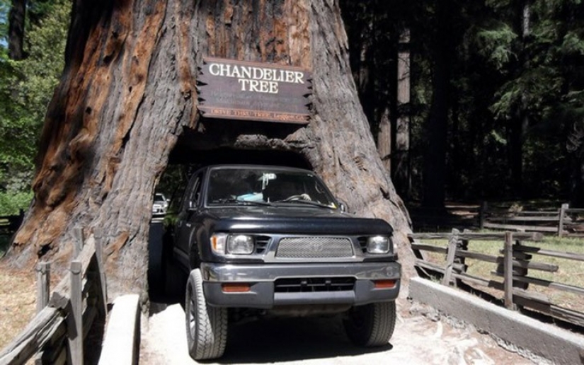 5 unusual structures in the giant trees