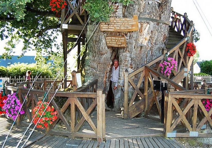 5 unusual structures in the giant trees