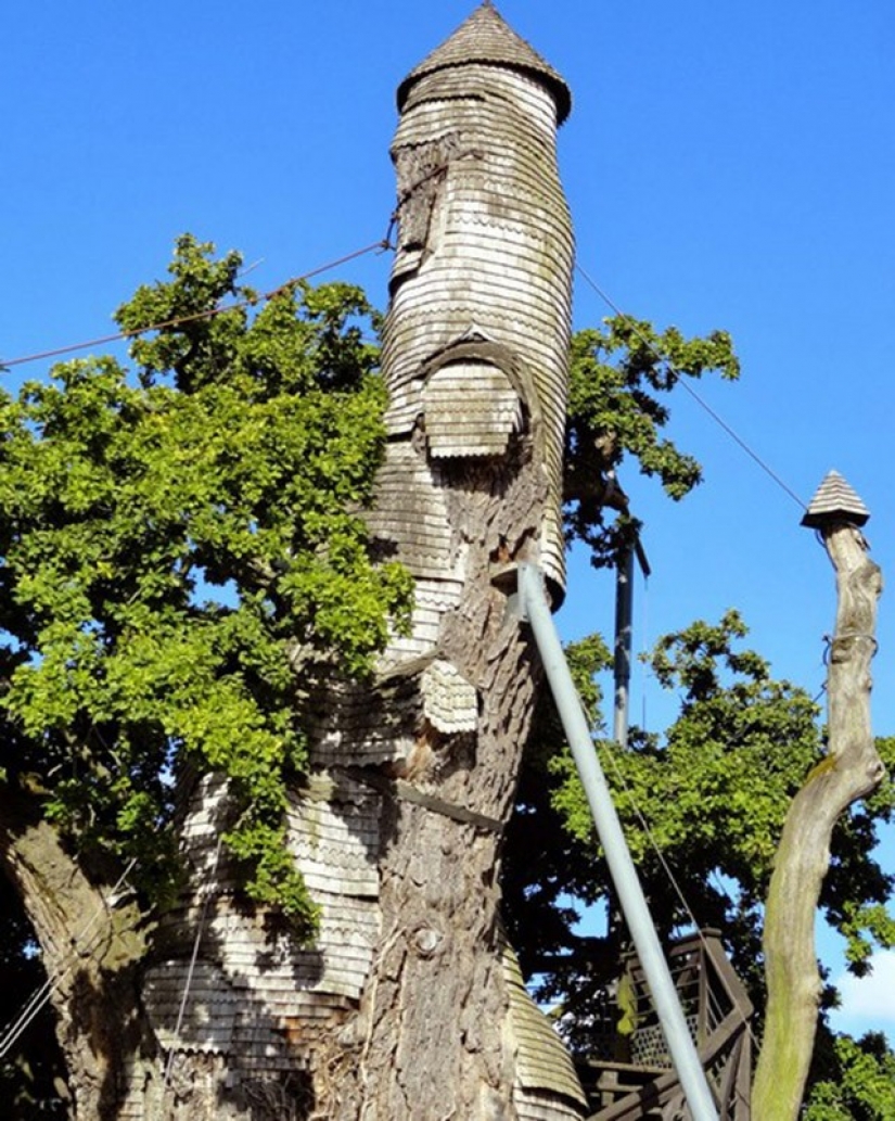 5 unusual structures in the giant trees