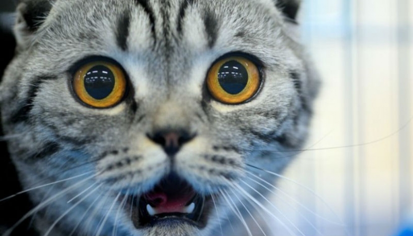 5 useful laws in Germany that make life easier for any German