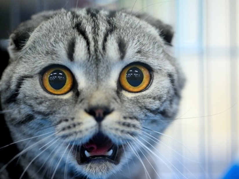 5 useful laws in Germany that make life easier for any German