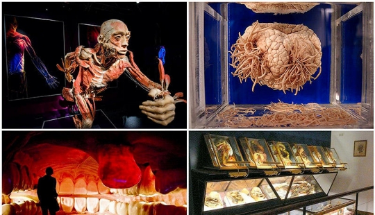 6 el más impactante de los museos anatómicos en el mundo 6 el más impactante de los museos anatómicos en el mundo
