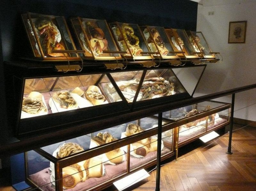 6 most shocking anatomical museums in the world